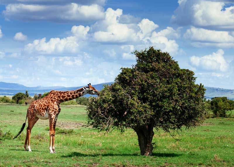 giraffe diet