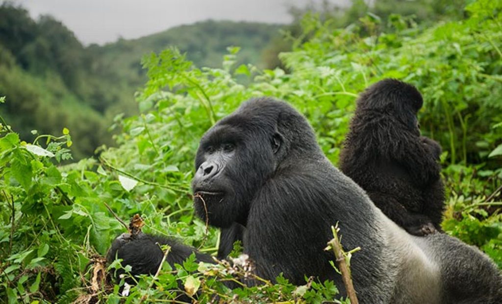 UWA Gorilla Chimpanzee Permit Price Changes 2026-2027