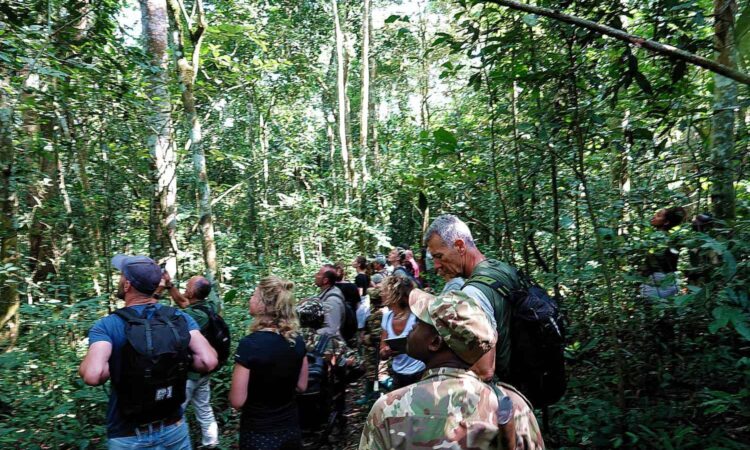 Best Time to Visit Kibale Forest