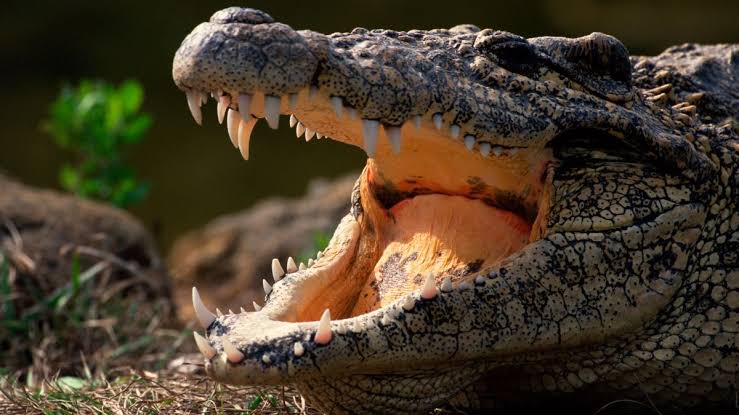 nile crocodile bite force in kg