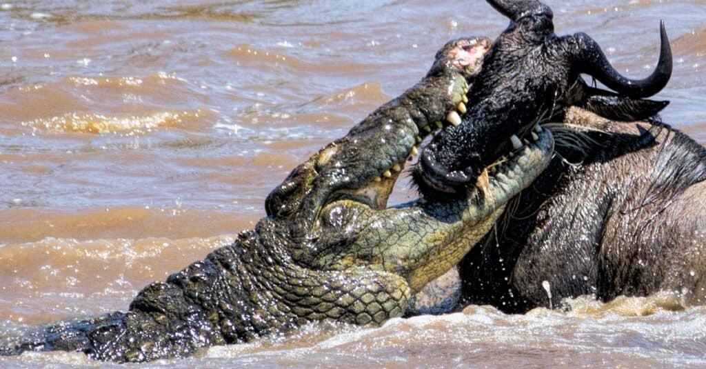 Nile Crocodile Bite Force