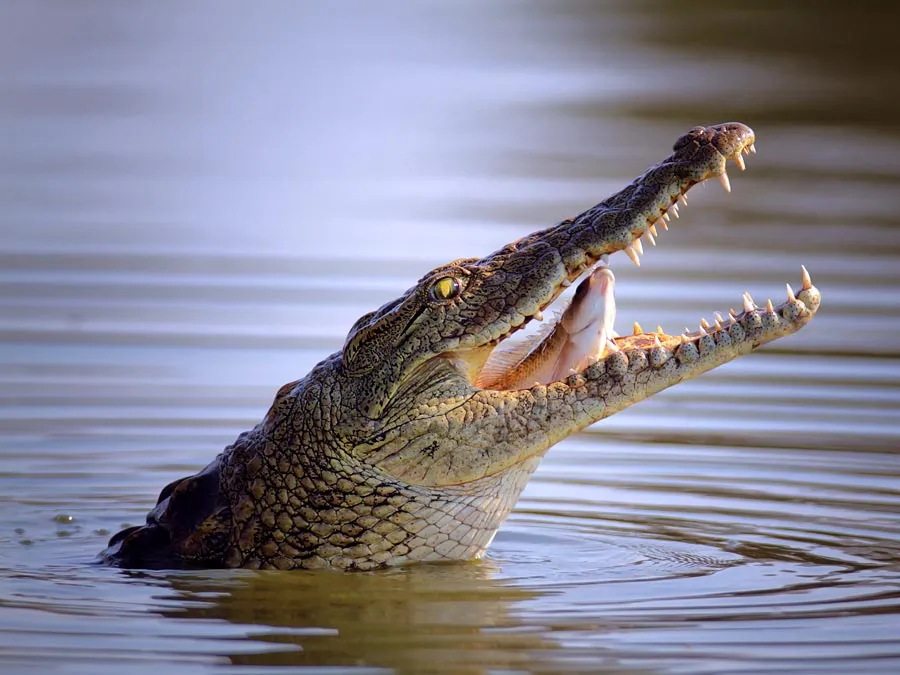 What Do Nile Crocodiles Eat?