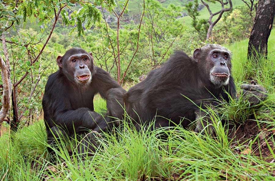 Do Chimpanzees Engage in Homosexuality