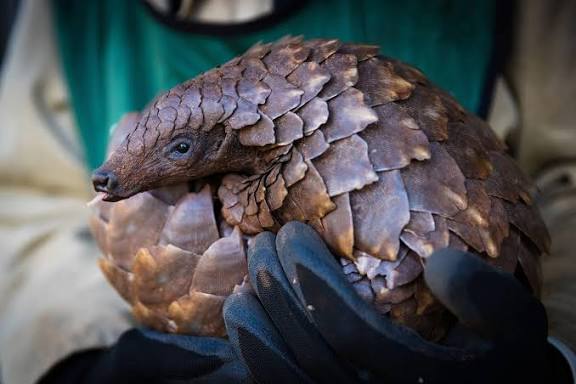 Pangolin