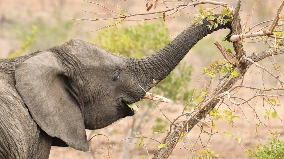 What do elephants eat