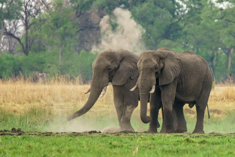 How Much Do Elephants Weigh