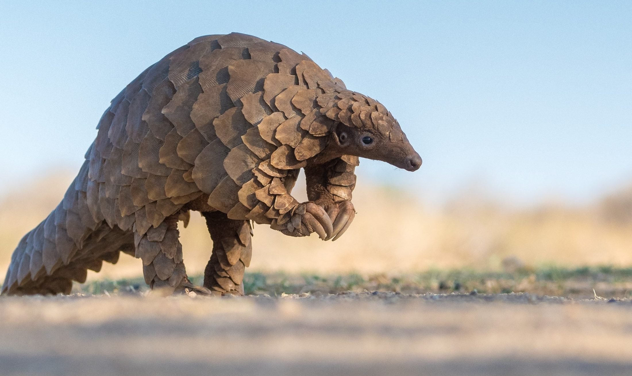 Where do pangolins live?