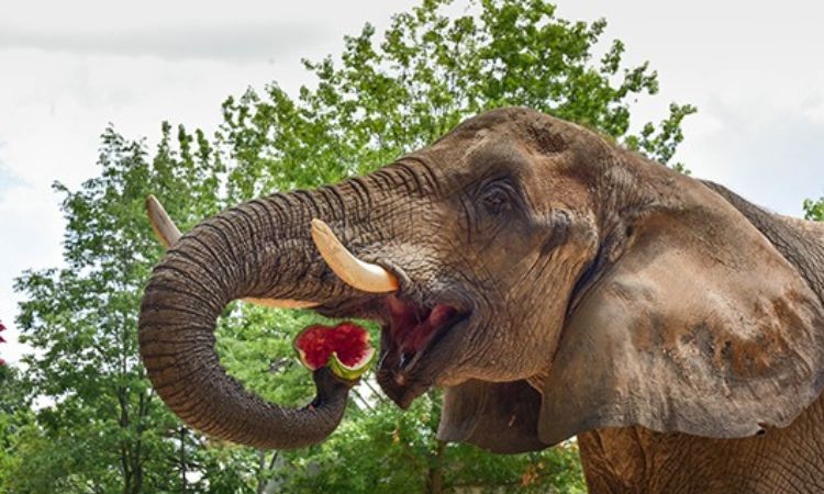what are 5 things elephants eat