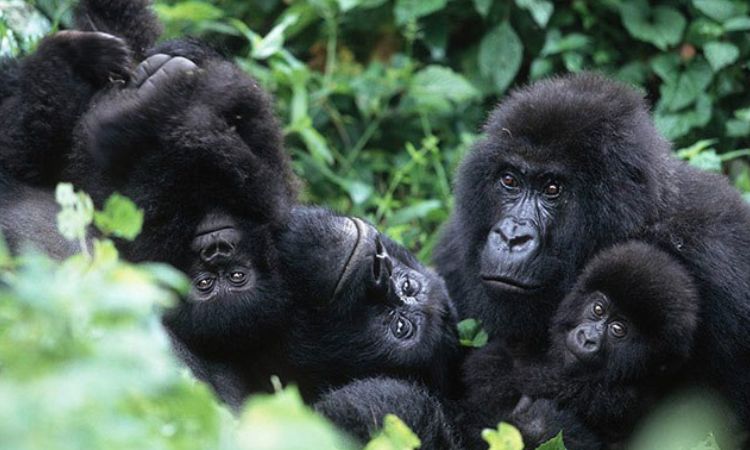 Where Do Gorillas Live