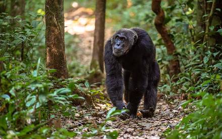 Are Chimpanzees Endangered