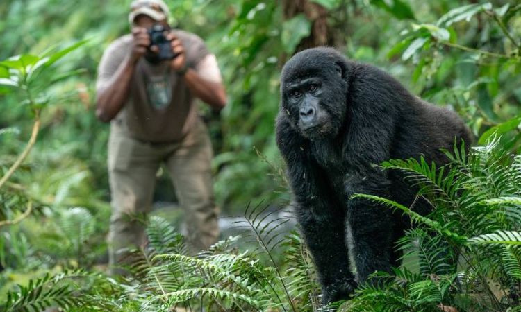 How to Compare Uganda Safari Quotes