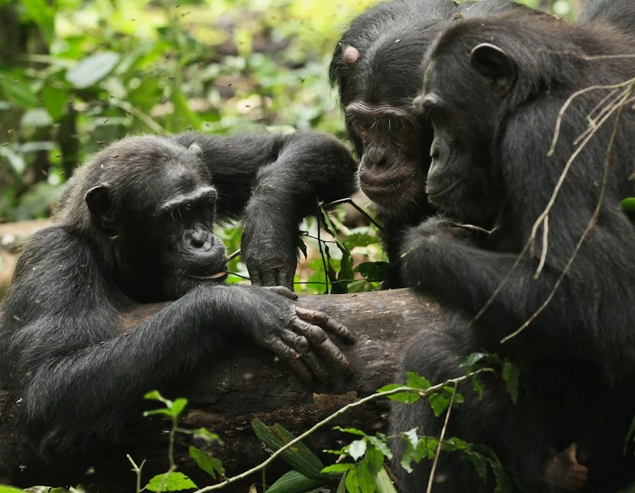 Are You Smarter Than a Chimpanzee