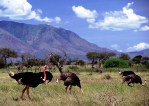 Lake Mburo National Park