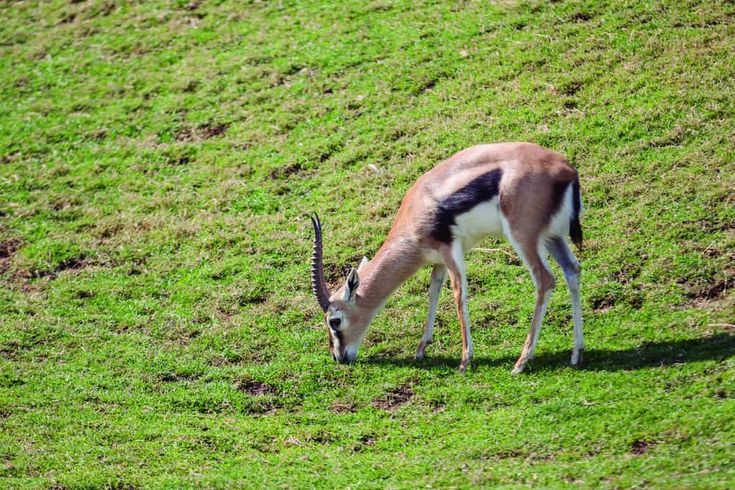 What Do Antelopes Eat in the savanna
