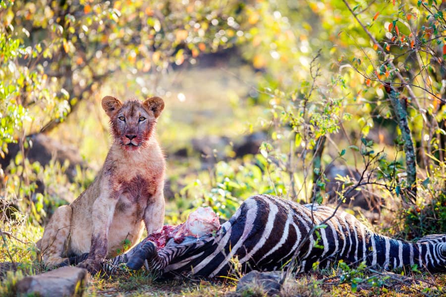 lion diet