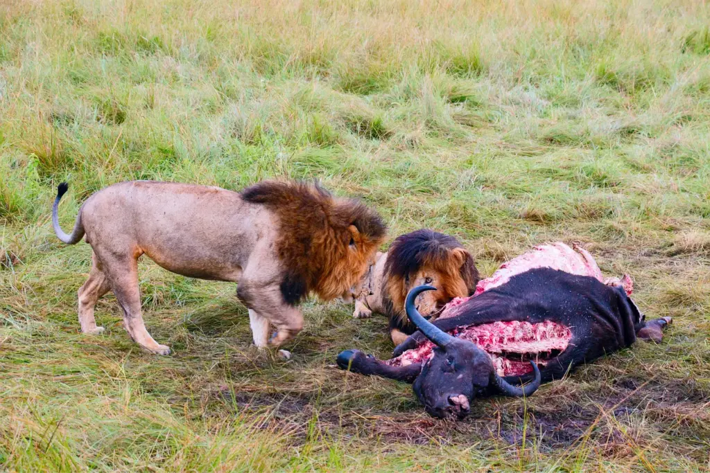 What Do Lions Eat