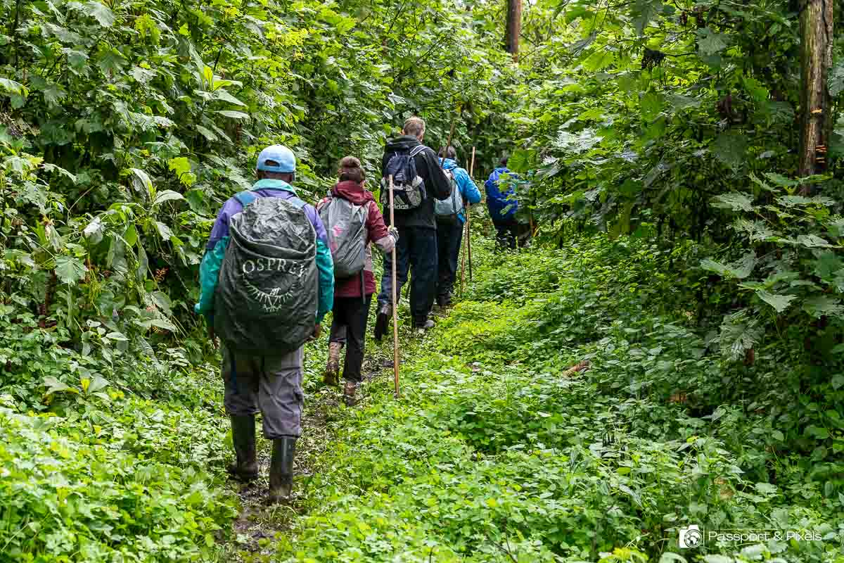Is gorilla trekking possible in Uganda during the rainy season